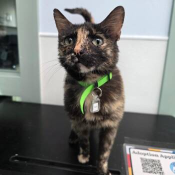 Sylvie -  Domestic Short Hair Cat for Adoption in Lakewood, Colorado - Sylvie | PetCurious