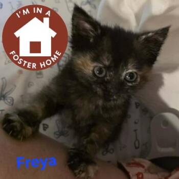 Freya -  Domestic Short Hair Cat for Adoption in Janesville, Wisconsin - Freya | PetCurious