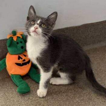 Rose -  Domestic Short Hair Cat for Adoption in South Elgin, Illinois - Rose | PetCurious