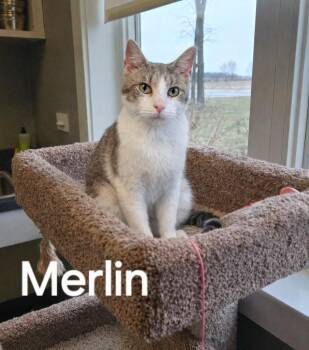 Domestic Short Hair Cats Available for Adoption - Merlin | PetCurious