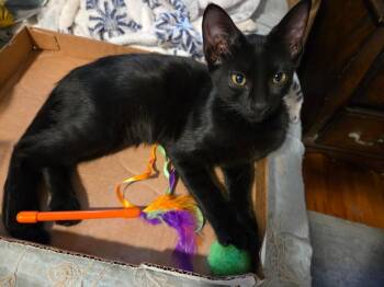 Hopsy -  Domestic Short Hair Cat for Adoption in San Antonio, Texas - Hopsy | PetCurious