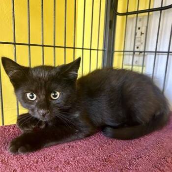 Cadillac -  Domestic Short Hair Cat for Adoption in East Montpelier, Vermont - Cadillac | PetCurious