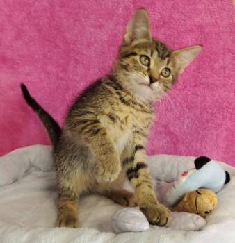 Domestic Short Hair Cats Available for Adoption in Greenville, Illinois - Elsie | PetCurious