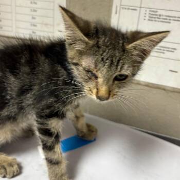 Jacque -  Domestic Short Hair Cat for Adoption in Yuma, Arizona - Jacque | PetCurious