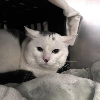 James -  Domestic Short Hair Cat for Adoption in Brockton, Massachusetts - James | PetCurious