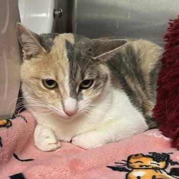 Meye -  Domestic Short Hair Cat for Adoption in East Hampton, New York - Meye | PetCurious