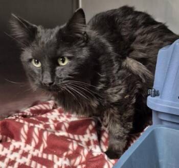 Wolfie -  Domestic Long Hair Cat for Adoption in Butte, Montana - Wolfie | PetCurious