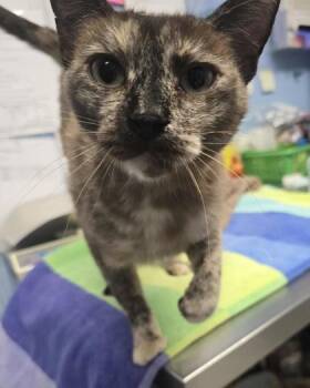 Strawberry Milk -  Domestic Short Hair Cat for Adoption in Roseville, California - Strawberry Milk | PetCurious