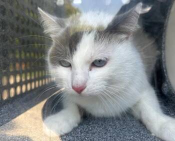 Rescue Domestic Short Hair Cats for Adoption in Olathe, Kansas - DAKOTA | PetCurious