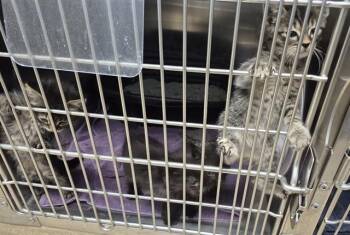 Domestic Short Hair Cats Available for Adoption in Decatur, Illinois - PEATRICE | PetCurious