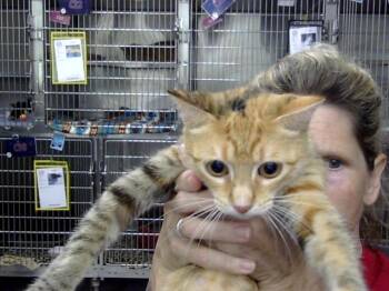 A185840 -  Domestic Short Hair Cat for Adoption in Pasadena, Texas - A185840 | PetCurious