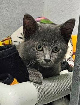 Domestic Short Hair Cats Available for Adoption in Washington Court House, Ohio - Benjamin | PetCurious