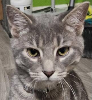 Rescue American Shorthair Cats for Adoption in Evans City, Pennsylvania - Sinder | PetCurious