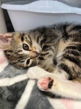 Domestic Short Hair Cats Available for Adoption in Pomona, New York - Meg March | PetCurious