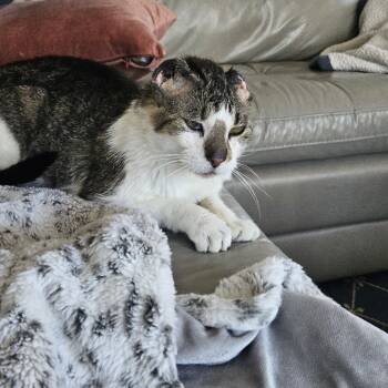 Rescue Domestic Short Hair Cats for Adoption in Buffalo, Minnesota - Mango | PetCurious