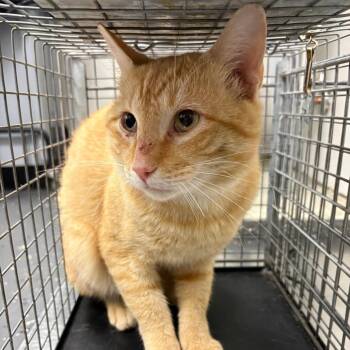 Fractious Kid Rock -  Domestic Short Hair Cat for Adoption in Columbiana, Alabama - Fractious Kid Rock | PetCurious