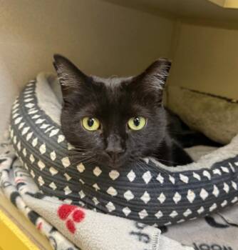 Athena -  Domestic Short Hair Cat Available for Adoption in Osseo, Michigan - Athena | PetCurious