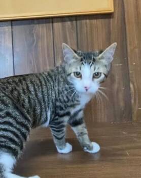 ASTROJET -  Domestic Short Hair Cat for Adoption in Hagerstown, Maryland - ASTROJET | PetCurious