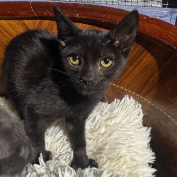 Rescue Domestic Short Hair Cats for Adoption in Brea, California - Richard | PetCurious