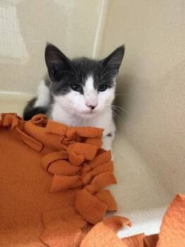 Pulley -  Domestic Short Hair Cat for Adoption in Pequot Lakes, Minnesota - Pulley | PetCurious
