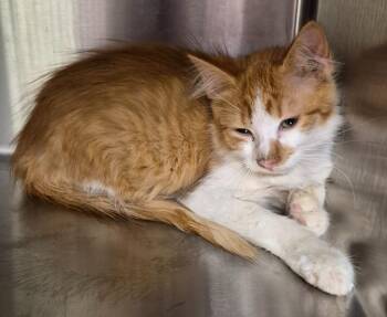 Dilbert -  Domestic Long Hair Cat for Adoption in Christiansburg, Virginia - Dilbert | PetCurious