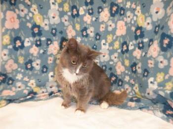 MIMI -  Domestic Medium Hair Cat for Adoption in San Jose, California - MIMI | PetCurious