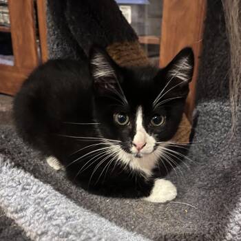 Reggie -  Tuxedo and Domestic Short Hair Cat for Adoption in UNIVERSITY PA, Maryland - Reggie | PetCurious