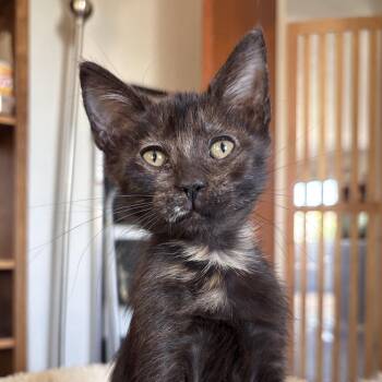 Jessie -  Domestic Short Hair Cat for Adoption in Sonora, California - Jessie | PetCurious