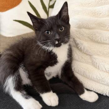 Pugsley -  Domestic Short Hair Cat for Adoption in Kennebunk, Maine - Pugsley | PetCurious