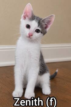 Zenith -Preadoption ONLY -  Domestic Short Hair Cat for Adoption in Chilliwack, British Columbia - Zenith -Preadoption ONLY | PetCurious