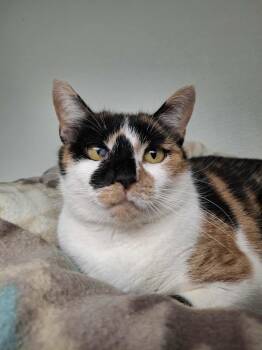 Rescue Domestic Short Hair Cats for Adoption in Rochester, New Hampshire - Jenny | PetCurious
