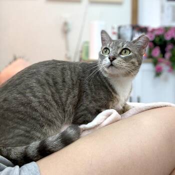 Angeli Merary -  Tabby and Domestic Short Hair Cat for Adoption in Friendswood, Texas - Angeli Merary | PetCurious