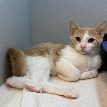 Kobe Bryant -  Domestic Short Hair Cat for Adoption in Pittsburgh, Pennsylvania - Kobe Bryant | PetCurious