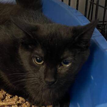Bagel -  Domestic Medium Hair Cat for Adoption in Wappingers Falls, New York - Bagel | PetCurious