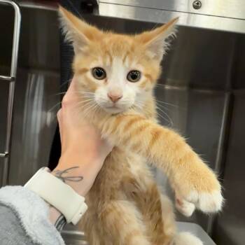 Flip Flop -  Domestic Short Hair Cat for Adoption in Portland, Oregon - Flip Flop | PetCurious