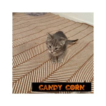 Rescue Domestic Short Hair Cats for Adoption in Fertile, Minnesota - Candy Corn | PetCurious