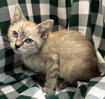 Cheese Ball -  Siamese Cat for Adoption in San Diego, California - Cheese Ball | PetCurious