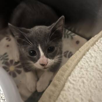 Hashbrowns -  Domestic Short Hair Cat for Adoption in Oak Brook, Illinois - Hashbrowns | PetCurious