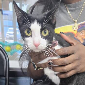 Domestic Short Hair Cats Available for Adoption in Newark, New Jersey - Crybaby | PetCurious