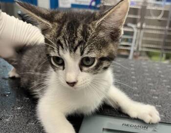Trouble -  Domestic Short Hair Cat for Adoption in Golden, Colorado - Trouble | PetCurious