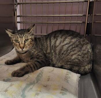 Apple Pie -  Domestic Short Hair Cat for Adoption in Vancouver, Washington - Apple Pie | PetCurious