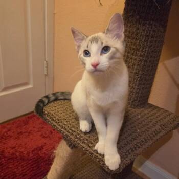 Sugar Berry -  Domestic Short Hair Cat for Adoption in Houston, Texas - Sugar Berry | PetCurious