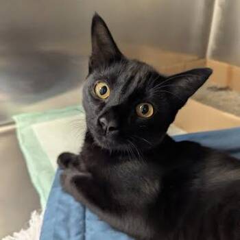 Jameson -  Domestic Short Hair Cat for Adoption in Jeffersonville, Indiana - Jameson | PetCurious