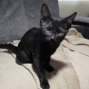 Cordoba -  Domestic Short Hair Cat for Adoption in Litchfield Park, Arizona - Cordoba | PetCurious