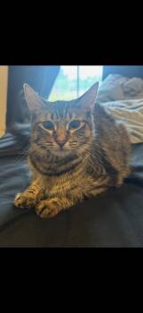 Tabby and Domestic Medium Hair Cats Available for Adoption in Dallas, Texas - Brioche | PetCurious