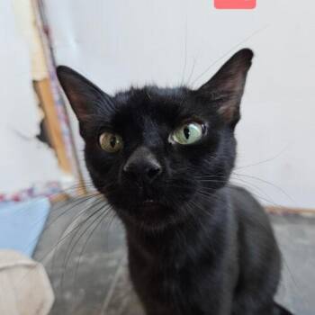 Kira -  Domestic Short Hair Cat for Adoption in Canal Winchester, Ohio - Kira | PetCurious