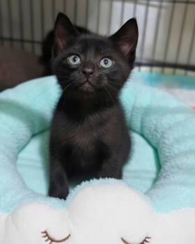 Demetrius -  Domestic Short Hair Cat for Adoption in Novato, California - Demetrius | PetCurious