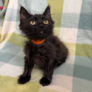 Gazpacho -  Domestic Medium Hair Cat for Adoption in West Point, Mississippi - Gazpacho | PetCurious