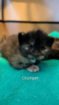 Crumpet -  Domestic Short Hair Cat for Adoption in Alafaya, Florida - Crumpet | PetCurious