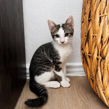Wolverine -  American Shorthair Cat for Adoption in Houston, Texas - Wolverine | PetCurious